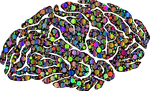 Individualized brain atlas