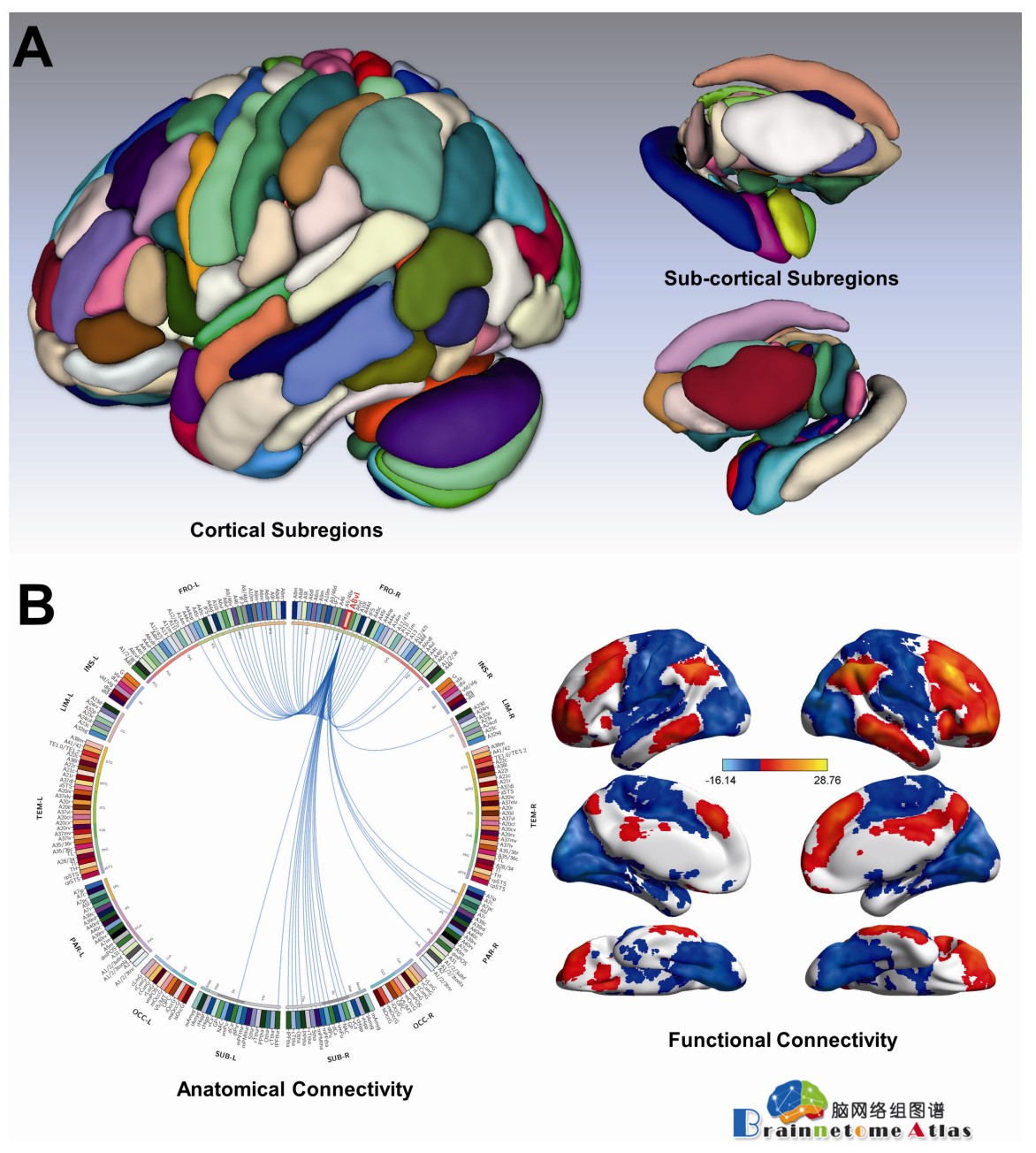 Human Brainnetome Atlas and Its Potential Applications in Brain
