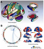 Human Brainnetome Atlas and Its Potential Applications in Brain-Inspired Computing