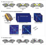 Connectional asymmetry of the inferior parietal lobule shapes hemispheric specialization in humans, chimpanzees, and rhesus macaques