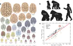 Imaging evolution of the primate brain: the next frontier?