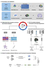 Anatomical connectivity profile development constrains medial-lateral topography in the dorsal prefrontal cortex