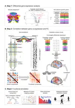 Uncovering the Genetic Profiles Underlying the Intrinsic Organization of the Human Cerebellum